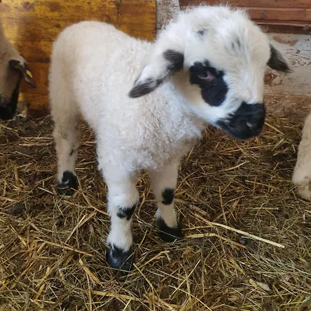 Panoramahof Bianca Apartment Winklern (Spittal an der Drau)